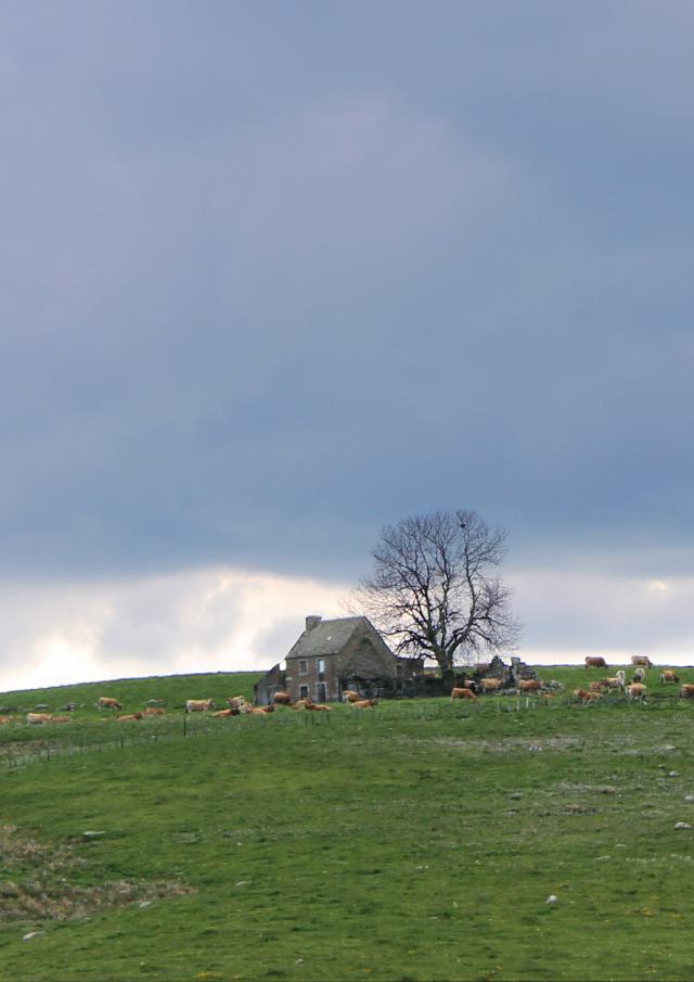 Buron Aubrac 2