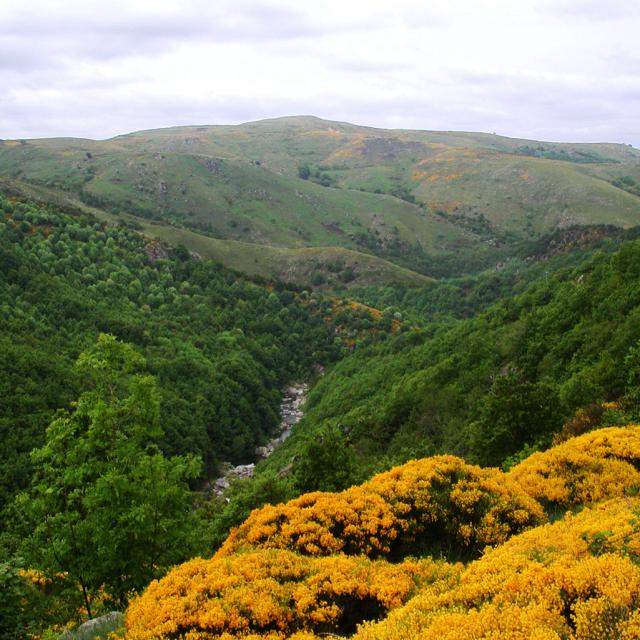 Pic de Finiels sur le Mont-Lozère