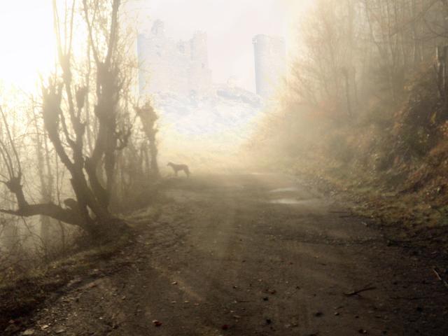 Forêt dans le brouillard