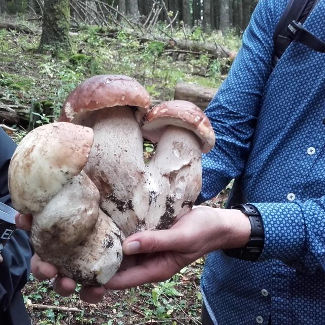 Un joli bouquet de Cèpe