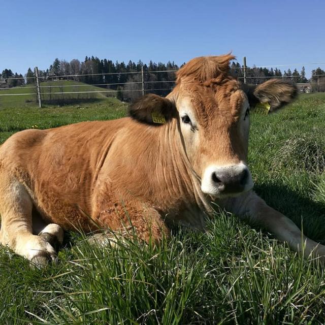 Instagram #aubrac