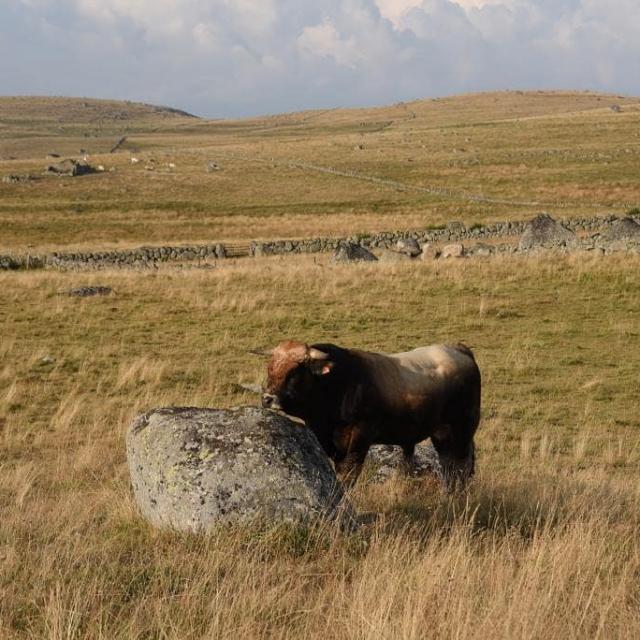 Instagram #aubrac