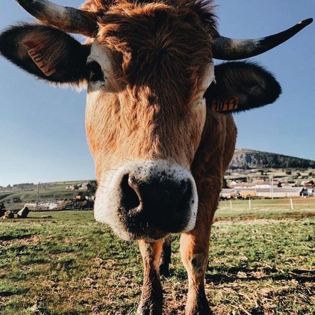 Instagram #aubrac