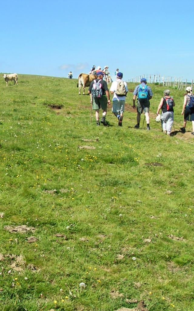 Aubrac Randonneurs Troupeaux©jpp