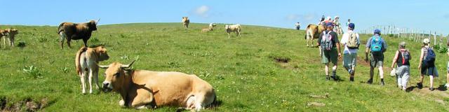 Aubrac Wanderer Herden©jpp