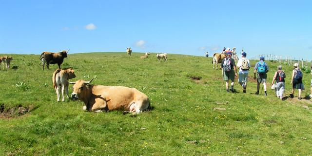 Aubrac Randonneurs Troupeaux©jpp