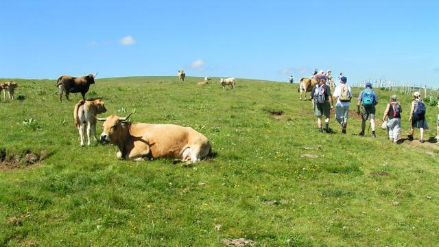 Aubrac Randonneurs Troupeaux©jpp