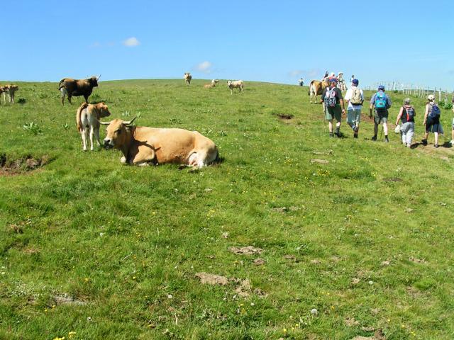 Aubrac Randonneurs Troupeaux©jpp