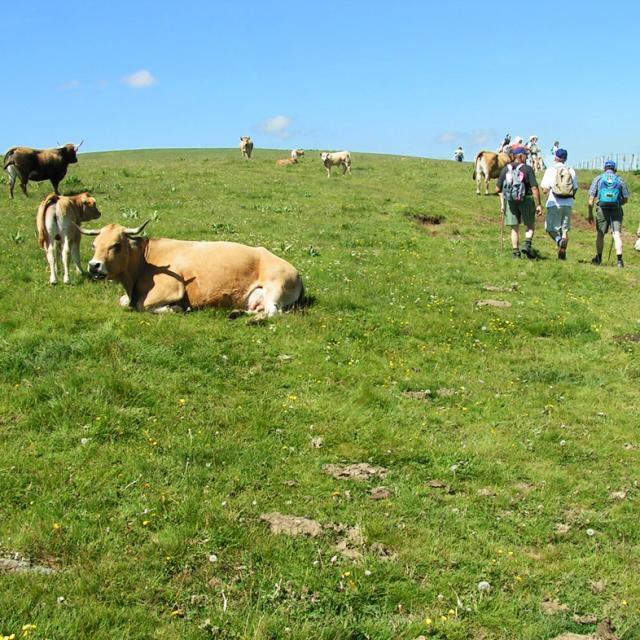 Aubrac Randonneurs Troupeaux©jpp