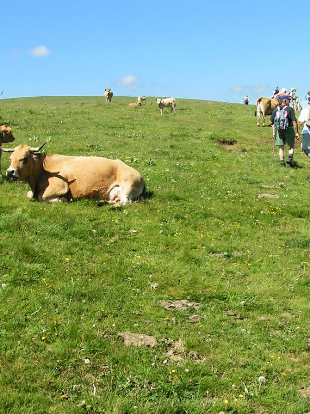 Aubrac Randonneurs Troupeaux©jpp