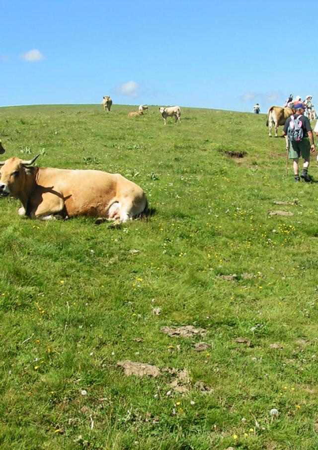 Aubrac Randonneurs Troupeaux©jpp