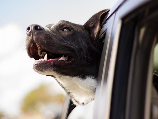 Chien fenêtre voiture