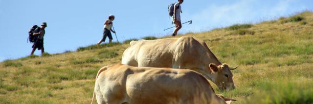 Rando Vache Phovoir (1)