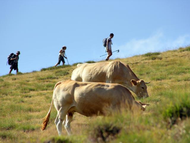 Rando Vache Phovoir (1)