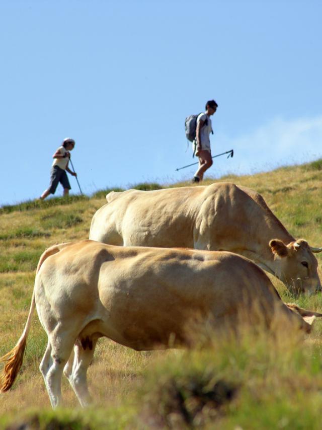 Rando Vache Phovoir (1)