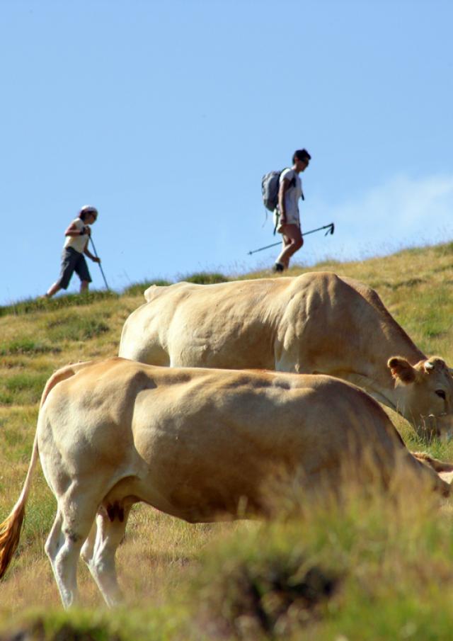 Rando Vache Phovoir (1)