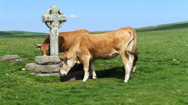 Vache Cx Rhodes J.p.peytavin