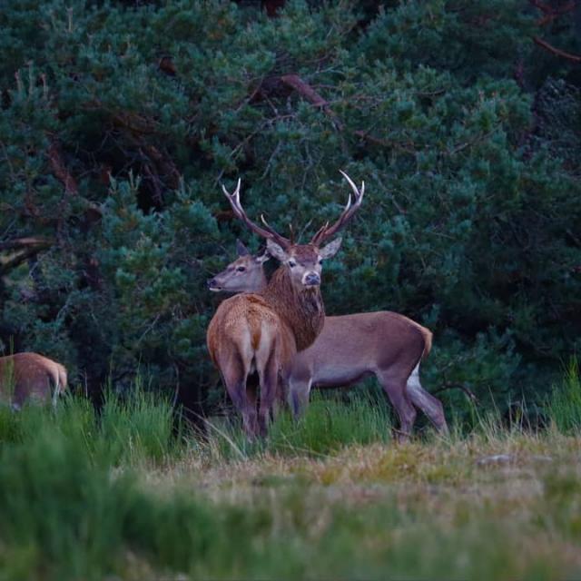 Instagram #lozere