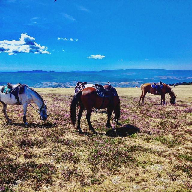 Instagram #lozere