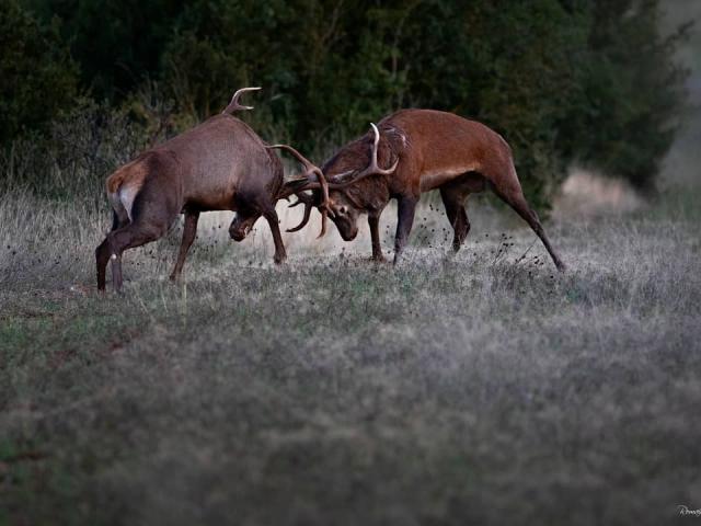 Instagram #lozere