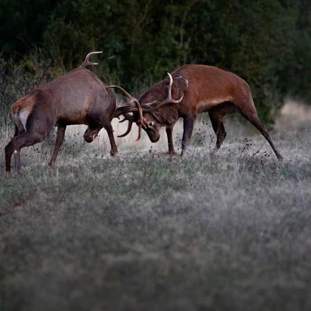 Instagram #lozere