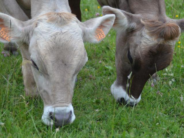 Vaches Brunes Falaises Barjac