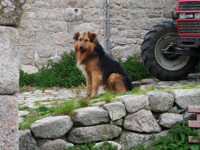 Chien Ferme Portrait©c.duclot Oti.mende