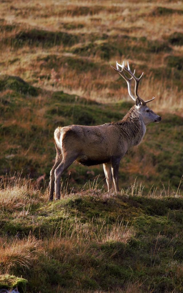 Cerf@hannah Wilbraham Pixabay