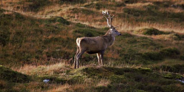 Cerf@hannah Wilbraham Pixabay