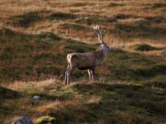 Cerf@hannah Wilbraham Pixabay