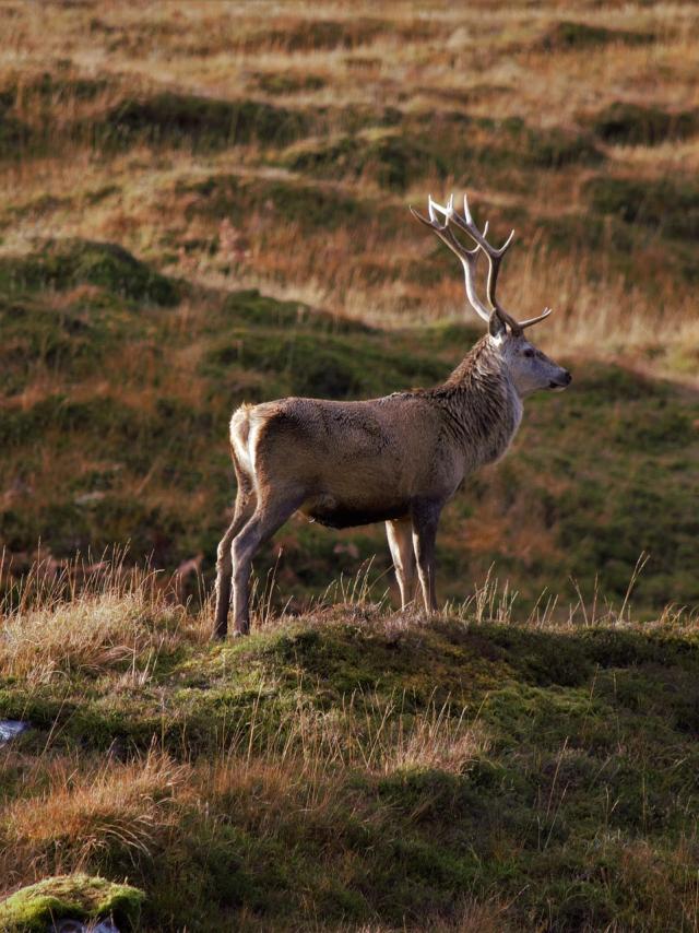 Cerf@hannah Wilbraham Pixabay