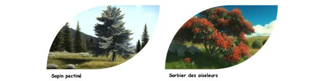 Essences Arbres Foret Demain2