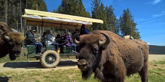 Reserve Bison Margeride Lozerereserve Bisons Europe